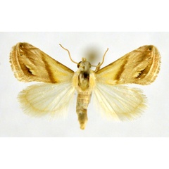 /filer/webapps/moths/media/images/E/exigua_Eublemma_A_NHMO.jpg