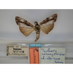 /filer/webapps/moths/media/images/A/albicans_Tachosa_HT_RMCA_01.jpg