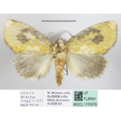/filer/webapps/moths/media/images/V/viridescens_Ectolopha_A_MGCLa_02.JPG