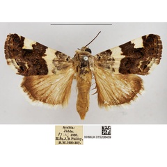 /filer/webapps/moths/media/images/H/hortensis_Acontia_AF_NHMUK.jpg