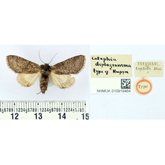 /filer/webapps/moths/media/images/D/diplogramma_Catephia_AT_BMNH.jpg