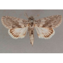 /filer/webapps/moths/media/images/D/diascota_Beilhania_A_OUMNHa_01.jpg