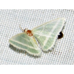/filer/webapps/moths/media/images/A/albistrigata_Mixocera_A_Braun.jpg