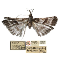 /filer/webapps/moths/media/images/F/fortis_Alucita_HT_BMNH.jpg