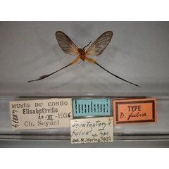 /filer/webapps/moths/media/images/F/fulva_Doratopteryx_A_RMCA_01.jpg
