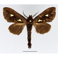 /filer/webapps/moths/media/images/A/argyraspis_Ptilura_AM_Basquin_01.jpg