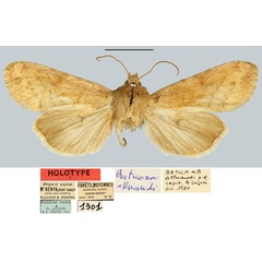 /filer/webapps/moths/media/images/A/alluaudi_Batuana_MNHN.jpg