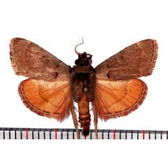 /filer/webapps/moths/media/images/C/camptoceralis_Cassouodes_AM_Poltavsky.jpg