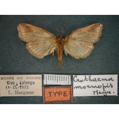 /filer/webapps/moths/media/images/M/mormopis_Crothaema_ST_RMCA_02.jpg