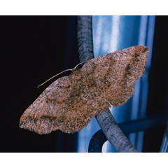 /filer/webapps/moths/media/images/S/strigata_Cabera_A_Roland_01.jpg