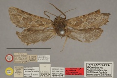 Afrotheora minirhodaula
