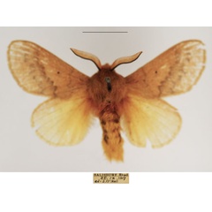 /filer/webapps/moths/media/images/S/sanguicincta_Leptometa_AM_TMSA_01.jpg