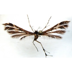 /filer/webapps/moths/media/images/R/richardi_Crombrugghia_HT_BMNH.jpg