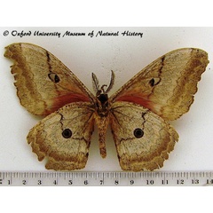 /filer/webapps/moths/media/images/P/probsti_Protogynanisa_AM_OUMNHb_02.jpg