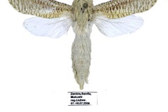 Davidlivingstonia staudei