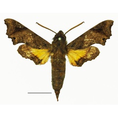 /filer/webapps/moths/media/images/P/pseudopylas_Temnora_AM_Basquin_01a.jpg