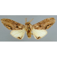 /filer/webapps/moths/media/images/C/centralis_Atrasana_HT_RMCA.jpg