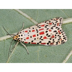 /filer/webapps/moths/media/images/P/pulchelloides_Utetheisa_A_Mazzei_01.jpg