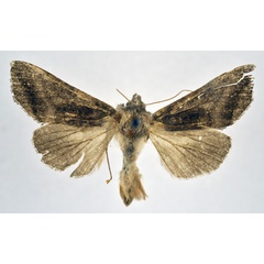 /filer/webapps/moths/media/images/P/phocea_Ctenoplusia_AM_NHMO.jpg