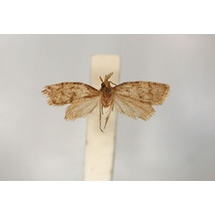 /filer/webapps/moths/media/images/E/enochlodes_Clepsis_LT_RMCA_01.jpg