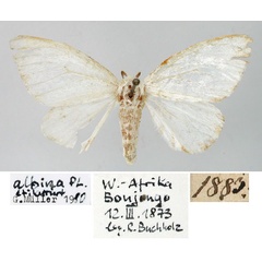 /filer/webapps/moths/media/images/A/albina_Leucoma_HT_ZMHB.jpg