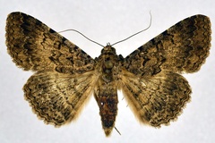 Polydesma umbricola