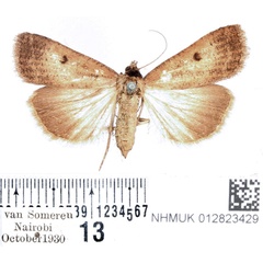 /filer/webapps/moths/media/images/H/homogyna_Tathorhynchus_AF_BMNH_01.jpg
