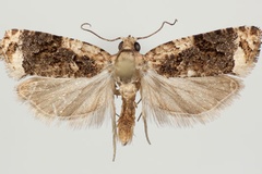 Paraeccopsis variegana