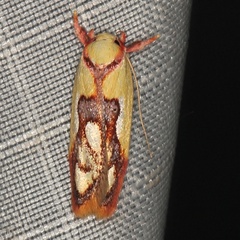 /filer/webapps/moths/media/images/P/pyrrhopsamma_Briarostoma_A_Heyns_01.JPG