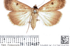 Tathorhynchus homogyna