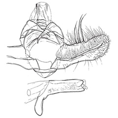 /filer/webapps/moths/media/images/M/metria_Panegyra_GMHT_BMNH.jpg