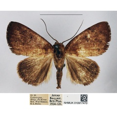 /filer/webapps/moths/media/images/P/pollusca_Neonegeta_AM_NHMUK.jpg
