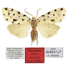 /filer/webapps/moths/media/images/A/anserina_Siccia_PTM_MfN.jpg