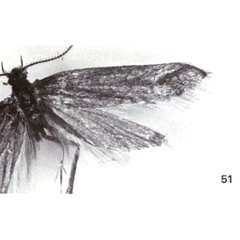 /filer/webapps/moths/media/images/C/capnochalca_Polymnestra_HT_NHMUK.jpg