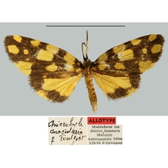 /filer/webapps/moths/media/images/M/macularia_Microhyle_AT_MNHN.jpg