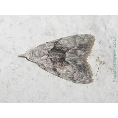 /filer/webapps/moths/media/images/H/herbuloti_Nola_A_Bippus_02.jpg