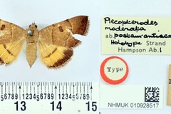 Plecopterodes postaurantiaca