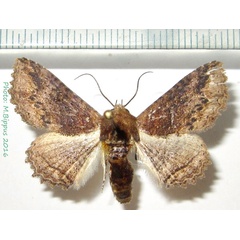 /filer/webapps/moths/media/images/M/mendax_Pericyma_A_Bippus.jpg