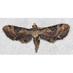 /filer/webapps/moths/media/images/F/festiva_Mesoptila_A_Braun_04.jpg