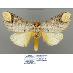 /filer/webapps/moths/media/images/I/imitata_Antheua_AM_MWM.jpg