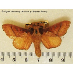 /filer/webapps/moths/media/images/B/basale_Stoermeriana_A_OUMNH.jpg