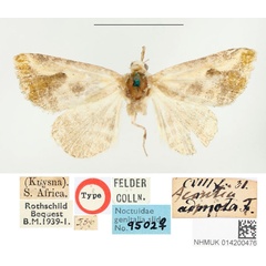 /filer/webapps/moths/media/images/A/admota_Acontia_HT_BMNH.jpg