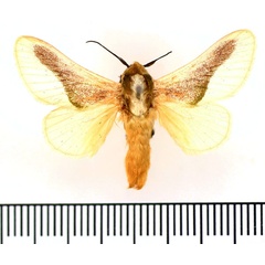 /filer/webapps/moths/media/images/N/nivosa_Latoia_AM_BMNH.jpg