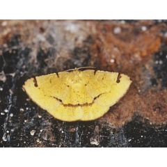 /filer/webapps/moths/media/images/S/subapicata_Lhommeia_A_Roland_06.jpg