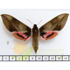/filer/webapps/moths/media/images/D/dohertyi_strangulata_Chaerocina_AF_SMCR_02.jpg