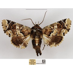 /filer/webapps/moths/media/images/A/amatrix_Eutelia_AM_NHMUK.jpg