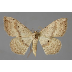 /filer/webapps/moths/media/images/H/haeretica_Scopula_A_ZSM_01.jpg