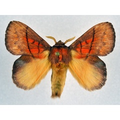 /filer/webapps/moths/media/images/I/igneotincta_Trichopisthia_AM_NHMO.jpg