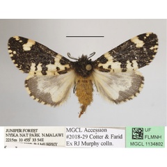 /filer/webapps/moths/media/images/R/rhodalipha_Rhypopteryx_AF_MGCLa_02.jpg