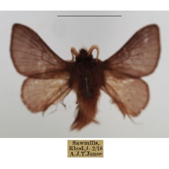/filer/webapps/moths/media/images/P/punctifascia_Anadiasa_AM_TMSA.jpg